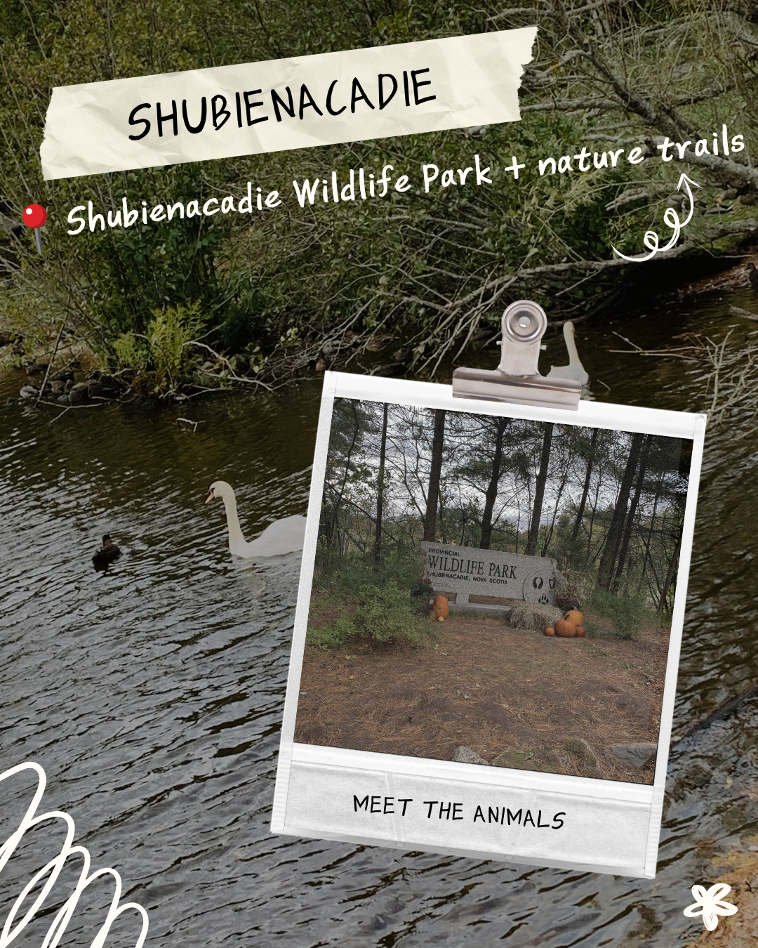 7 ROAD TRIPS FROM HALIFAX_SHUBIENACADIE WILDLIFE PARK